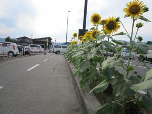 バンビィ花壇