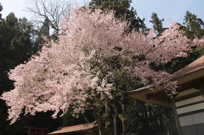薬王寺八重