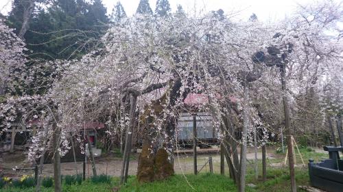 糸桜