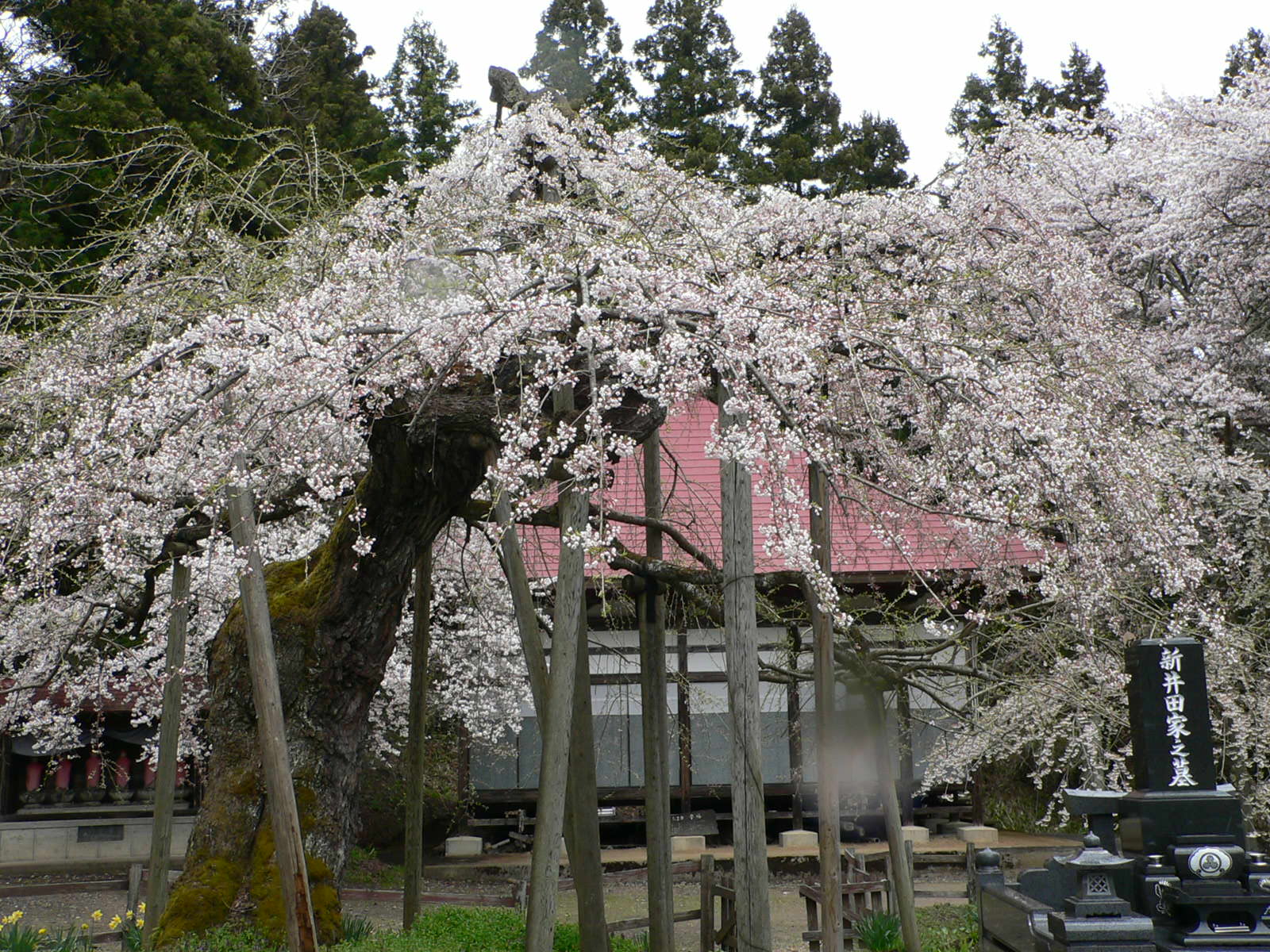 itozakura02.jpg