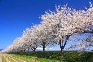 桜1