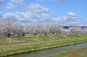 桜2