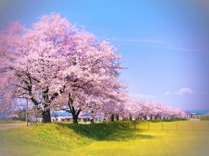 桜3