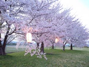 桜4