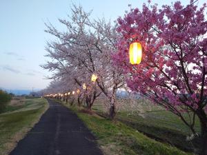 桜5