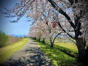 桜6