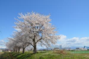 桜7