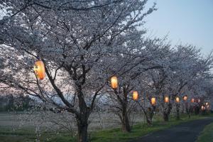 桜8