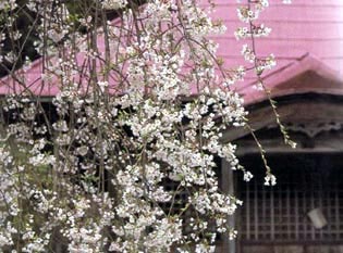 杉の糸桜の写真2